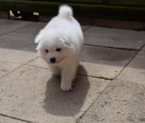 Samoyed Female Puppy For Sale